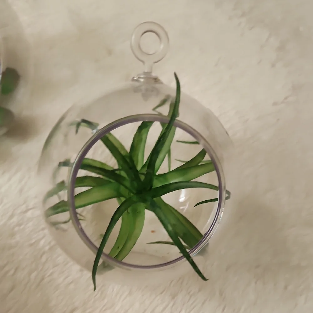 Green Succulent Glass Ornaments